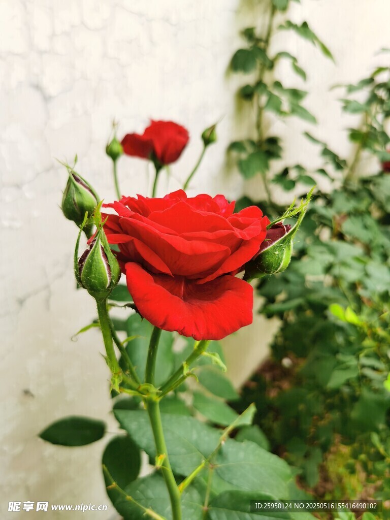 娇艳红玫瑰绽放于绿植间
