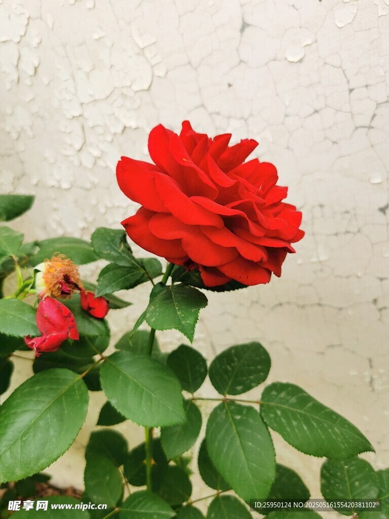 娇艳红玫瑰绽放绿叶间