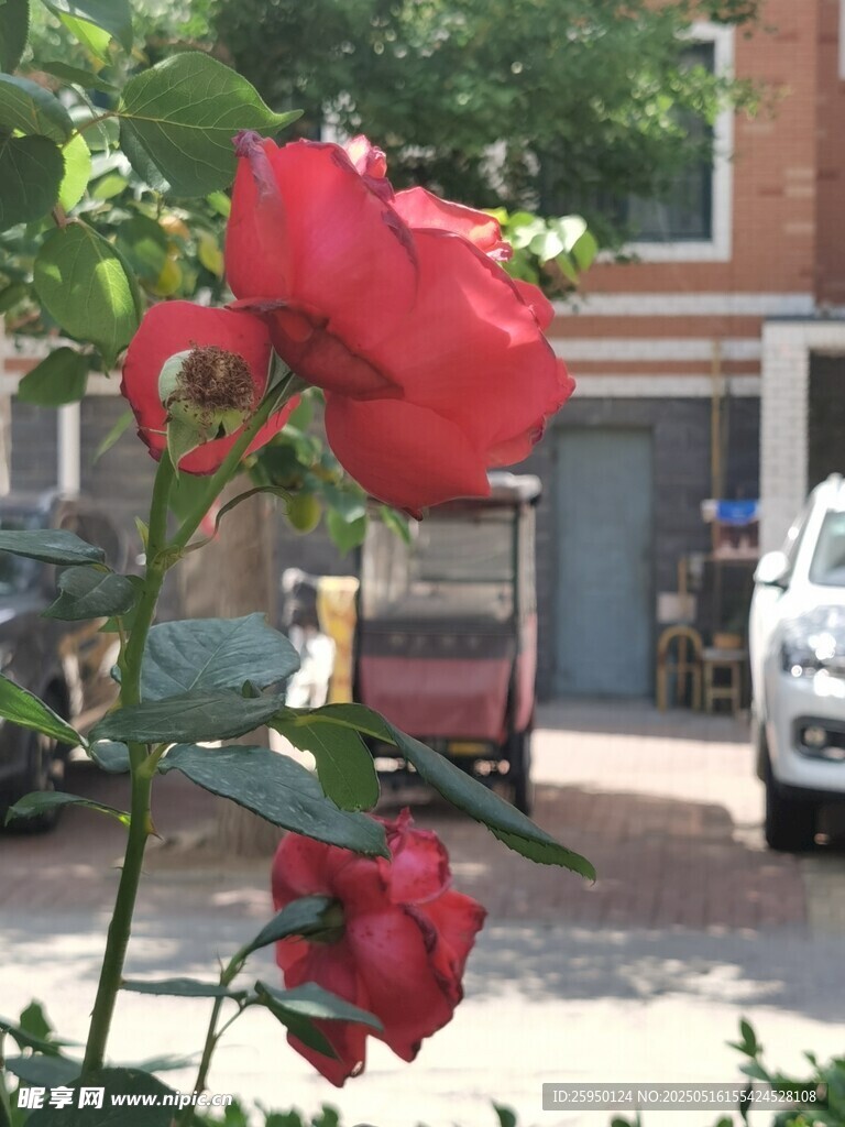 娇艳红玫瑰绽放于街巷