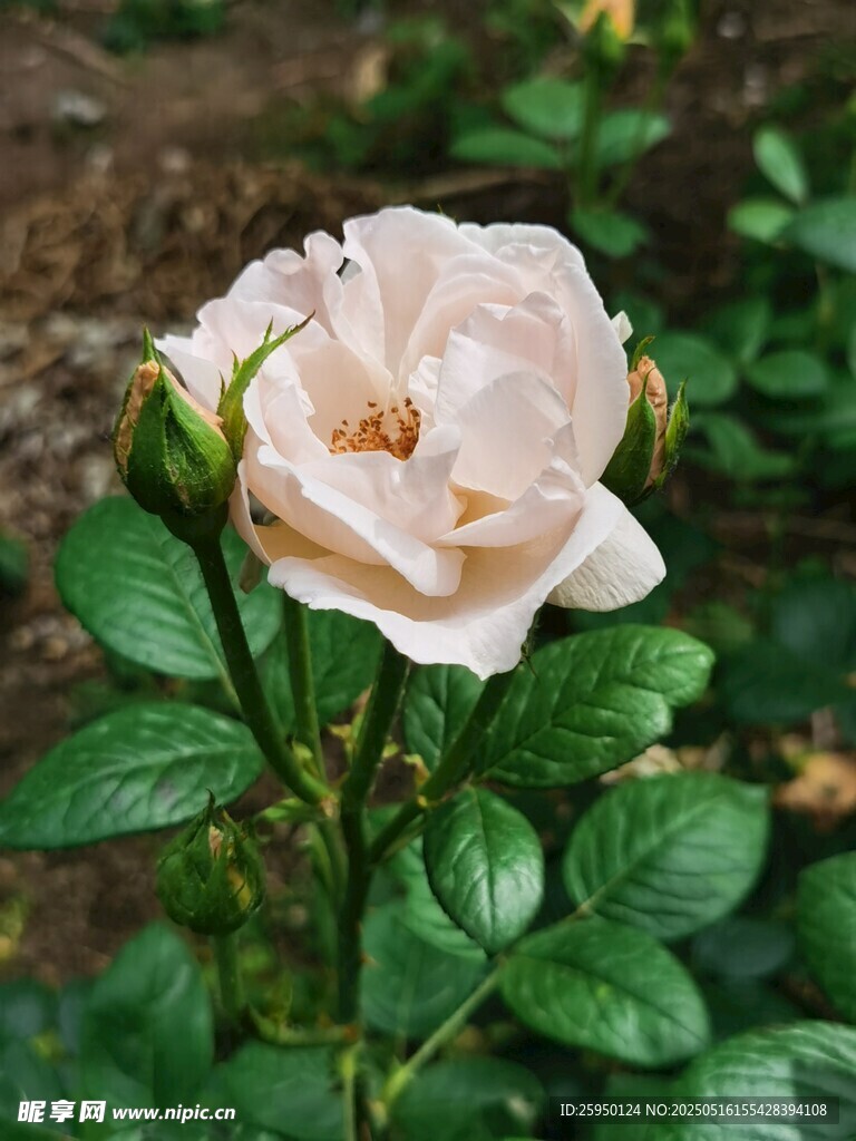 淡粉色绽放的娇艳月季花