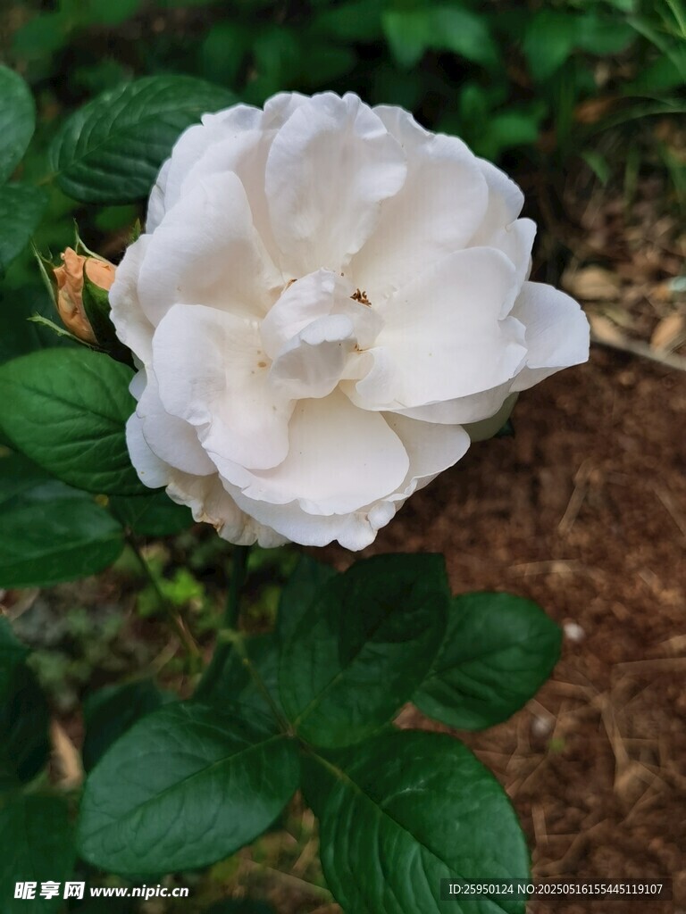 白色绽放的娇艳月季花