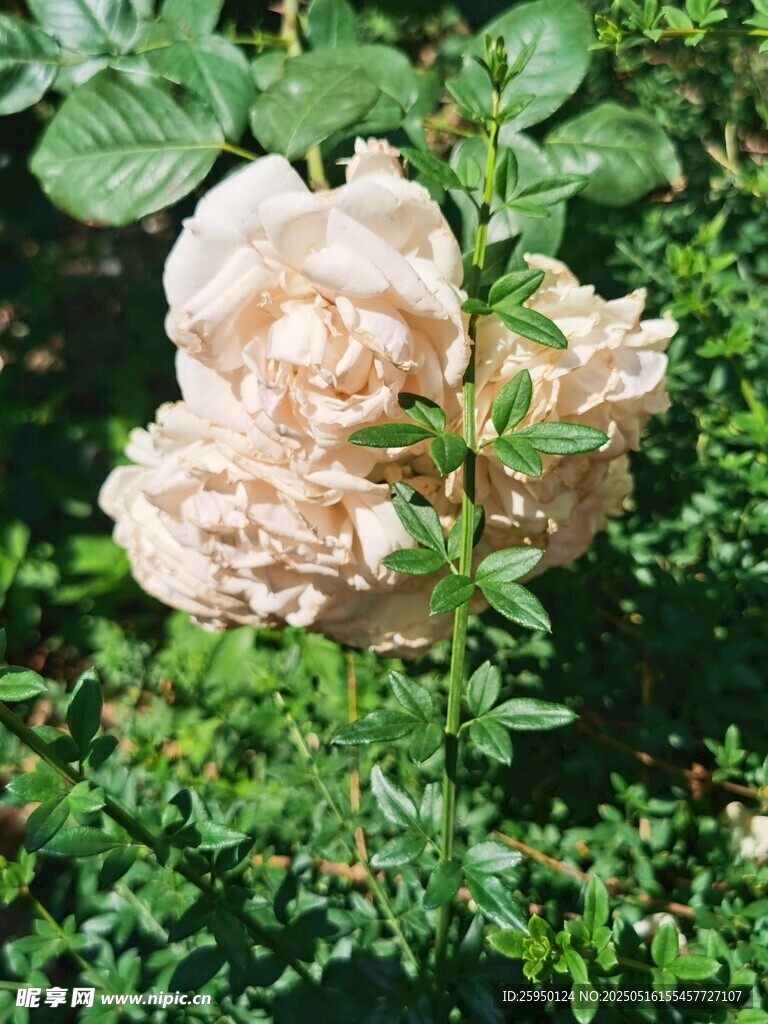 淡粉色月季花绽放