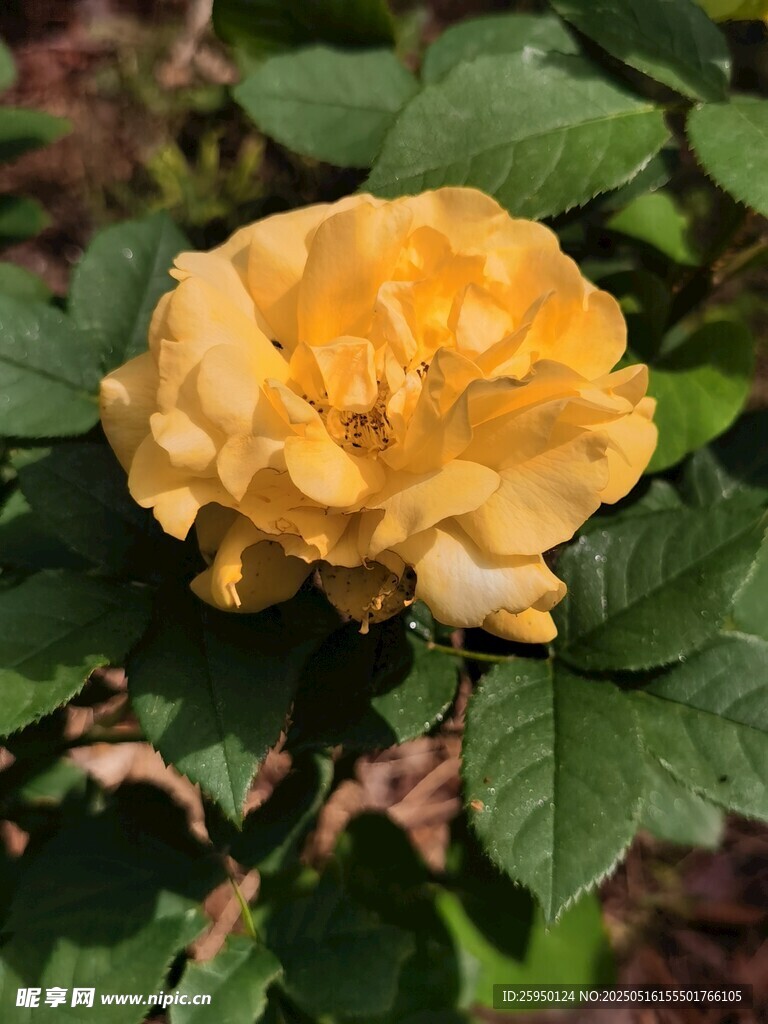 黄色娇艳月季花