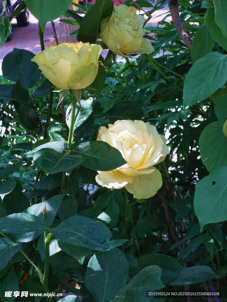 黄玫瑰绽放绿叶间