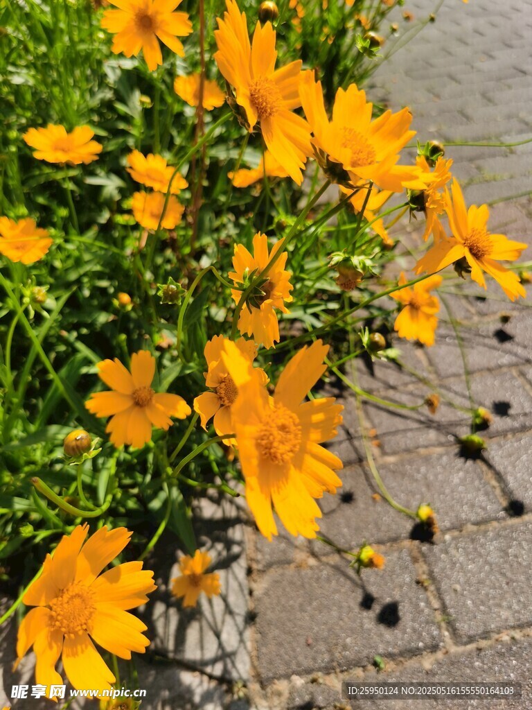 路边绽放的灿烂黄色小花
