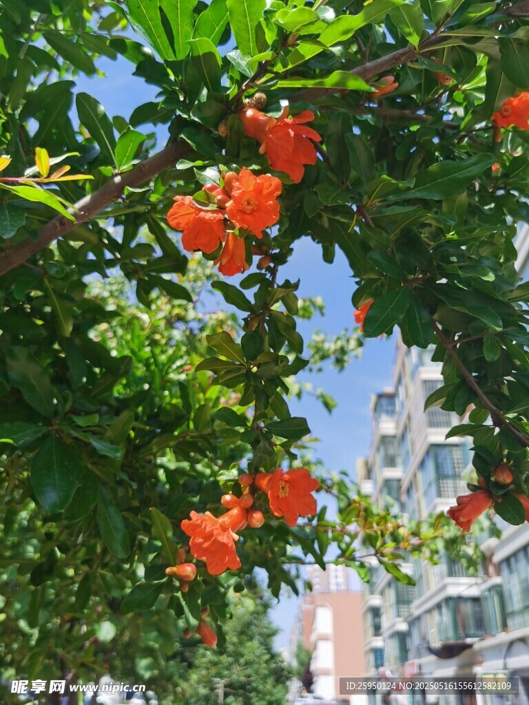 枝头绽放的鲜艳石榴花