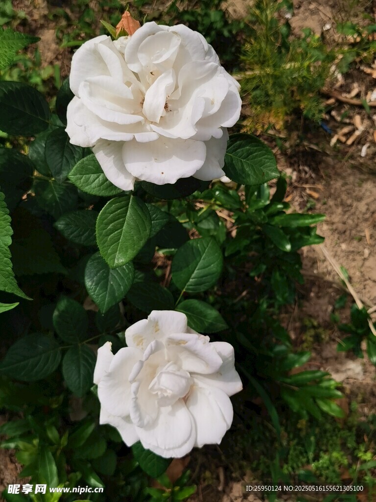 两朵绽放的白色月季花
