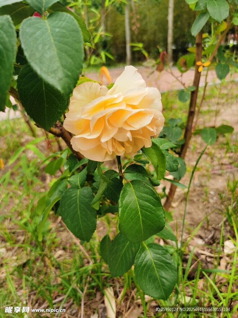 娇艳黄玫瑰绽放于绿叶间