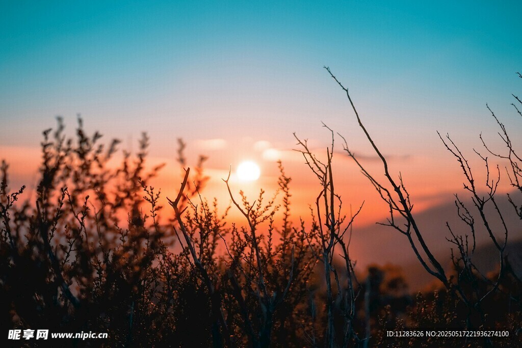 夕阳下的枯树枝美景