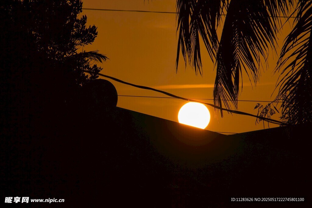 夕阳下的棕榈树剪影