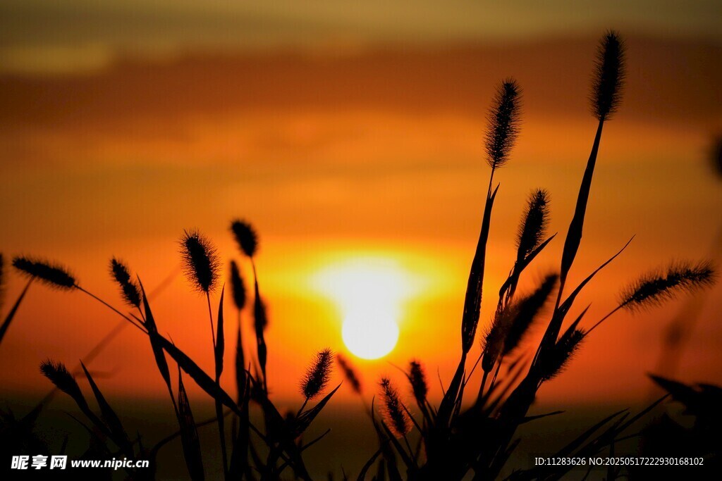 夕阳下的草影