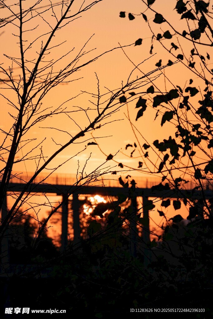 夕阳下的桥与树木剪影