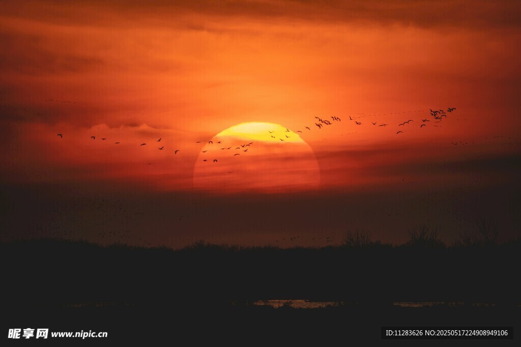夕阳西下飞鸟剪影美景