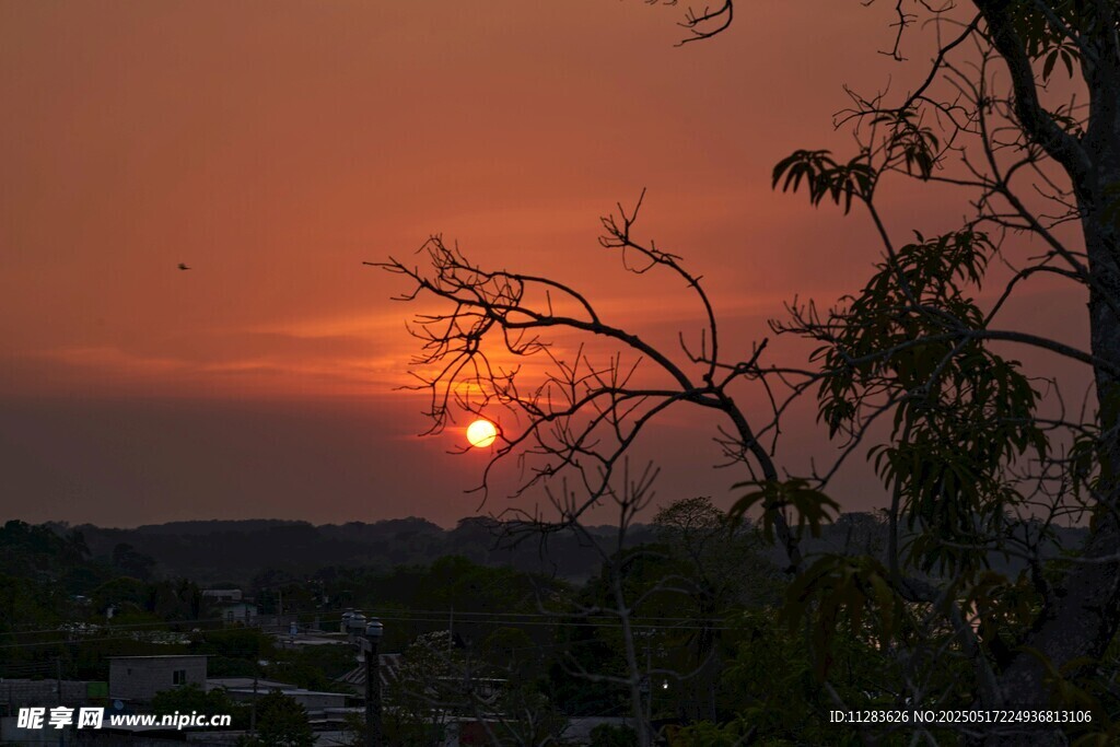 夕阳西下树影绰约