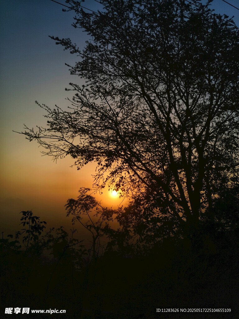 夕阳下的树木剪影