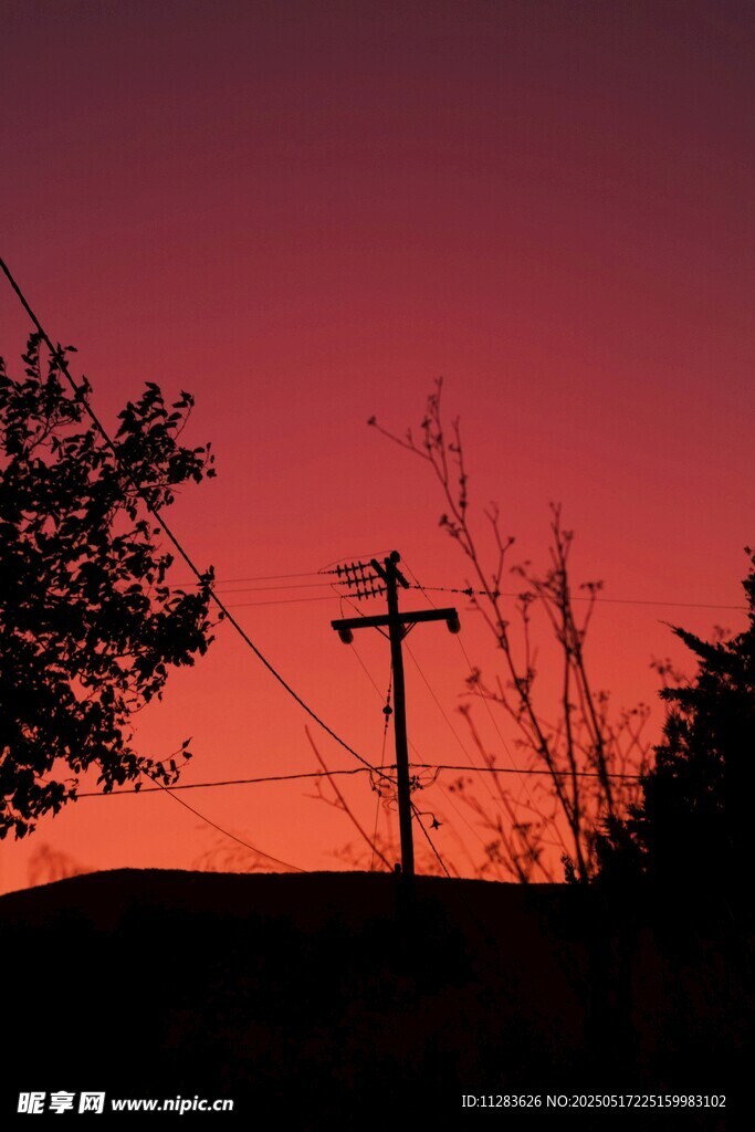 夕阳下的树与电线杆剪影