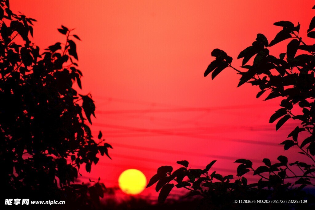 夕阳西下树影绰约