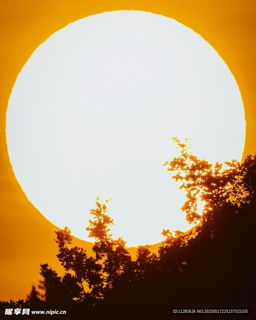 夕阳下的树梢剪影