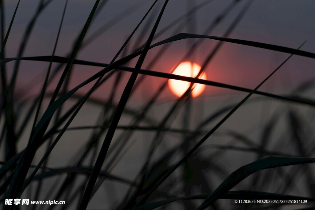 夕阳下的芦苇美景