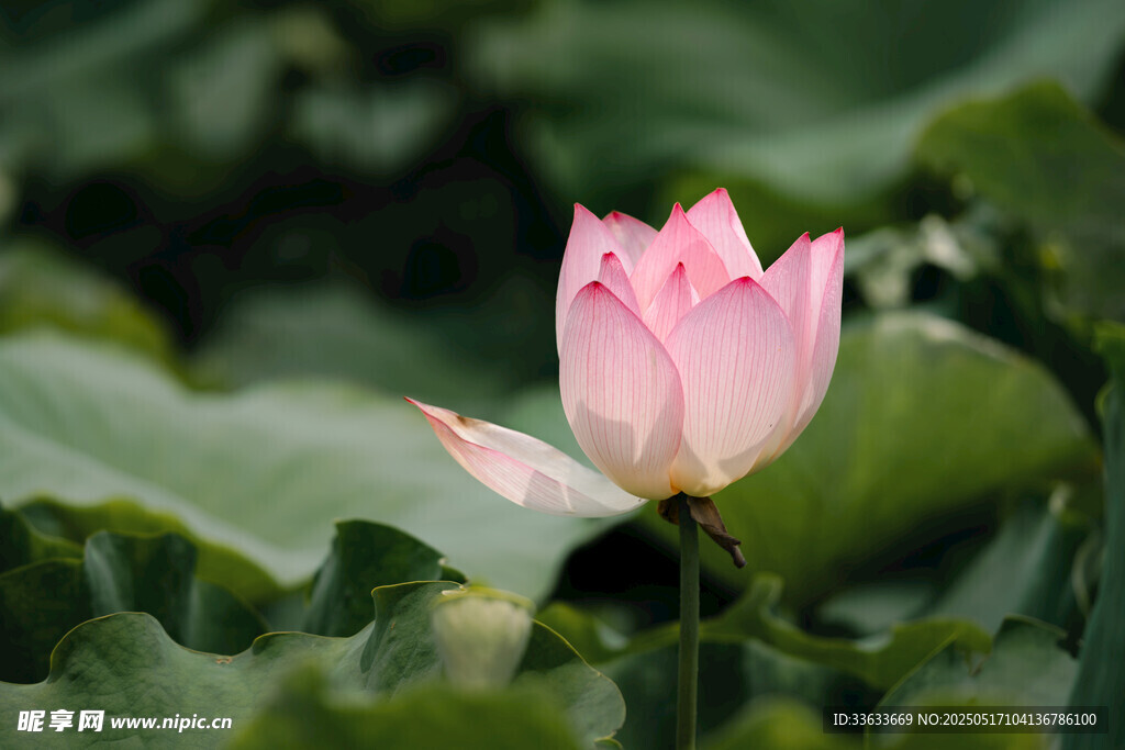 粉色荷花绽放于绿叶间