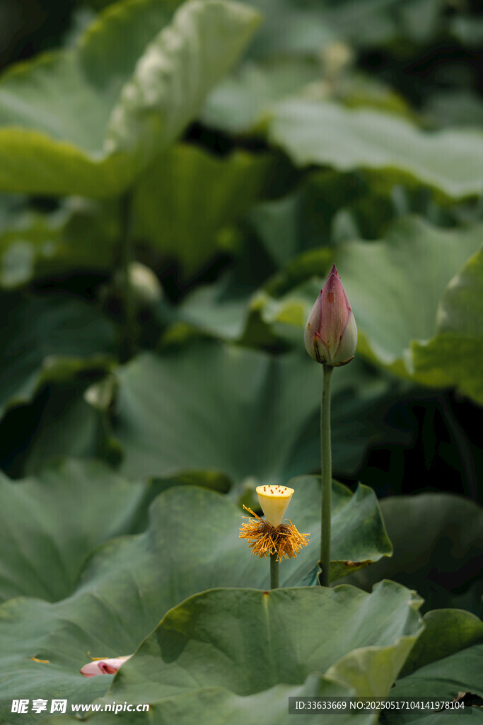 荷塘中的荷花与花苞