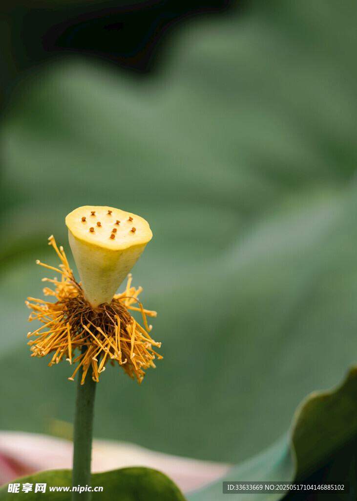 黄色莲蓬特写