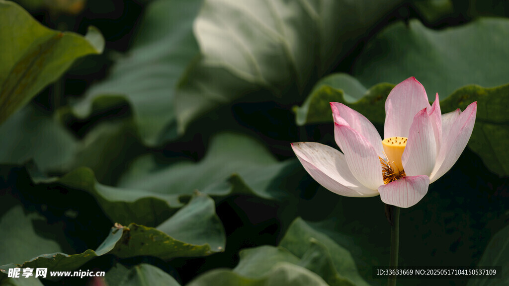 粉色荷花绽放于绿叶间