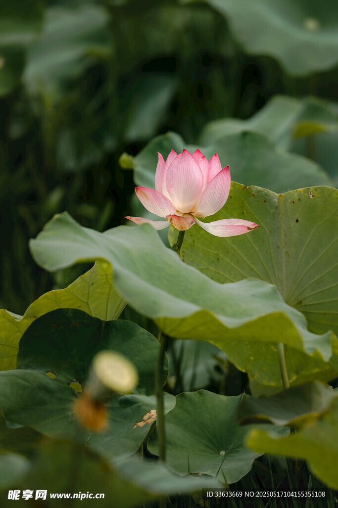 绽放的粉色荷花与荷叶