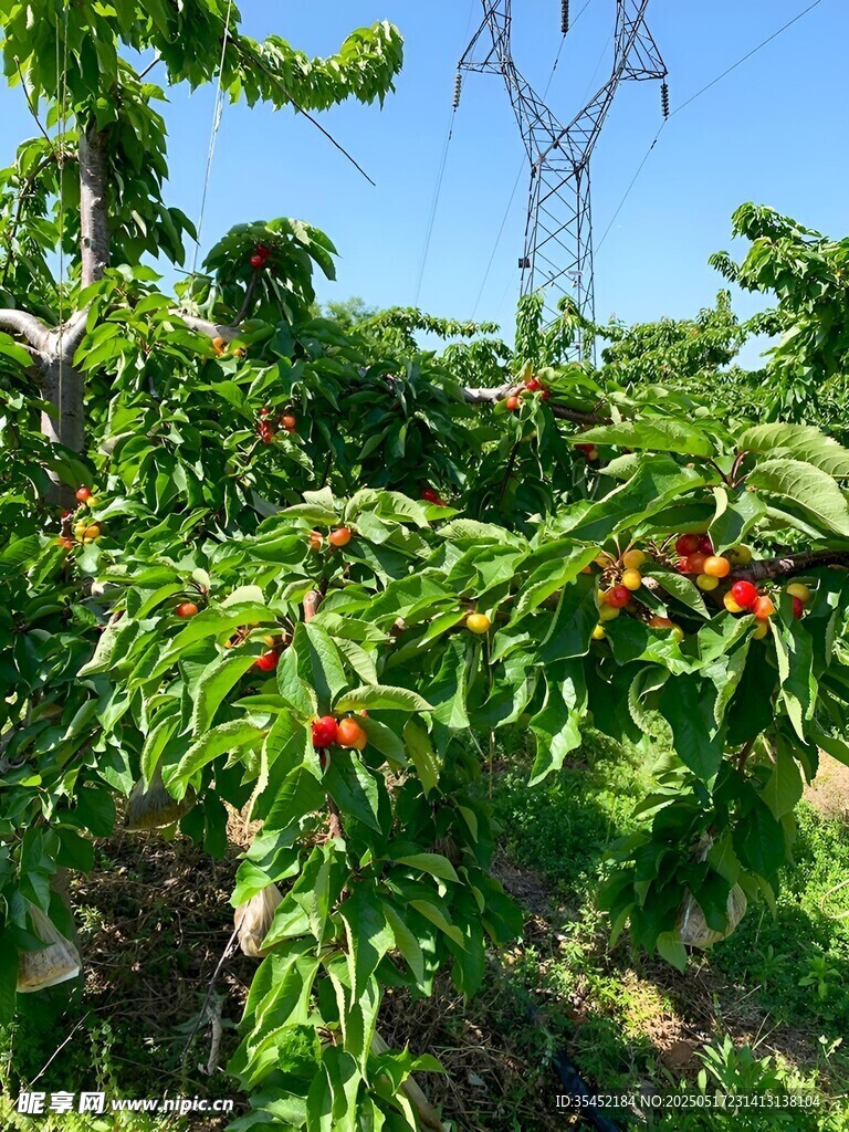 樱桃栽培