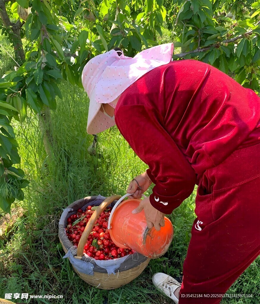 农妇采摘樱桃