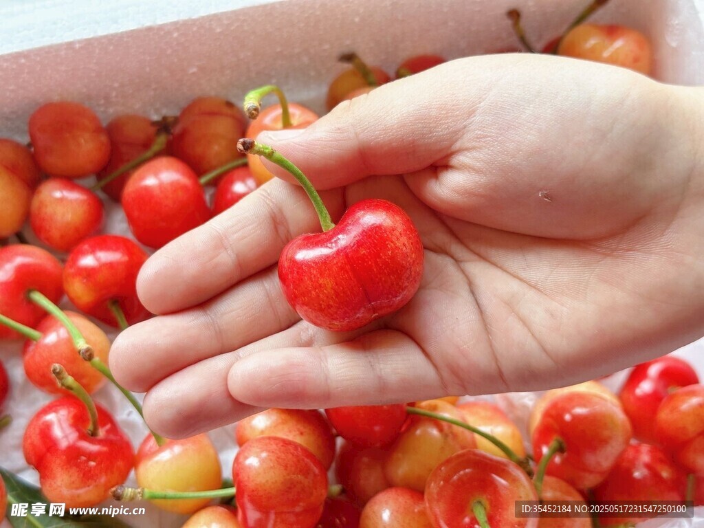 红樱桃