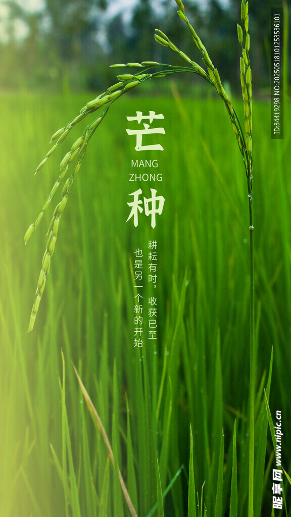 芒种时节的翠绿稻田