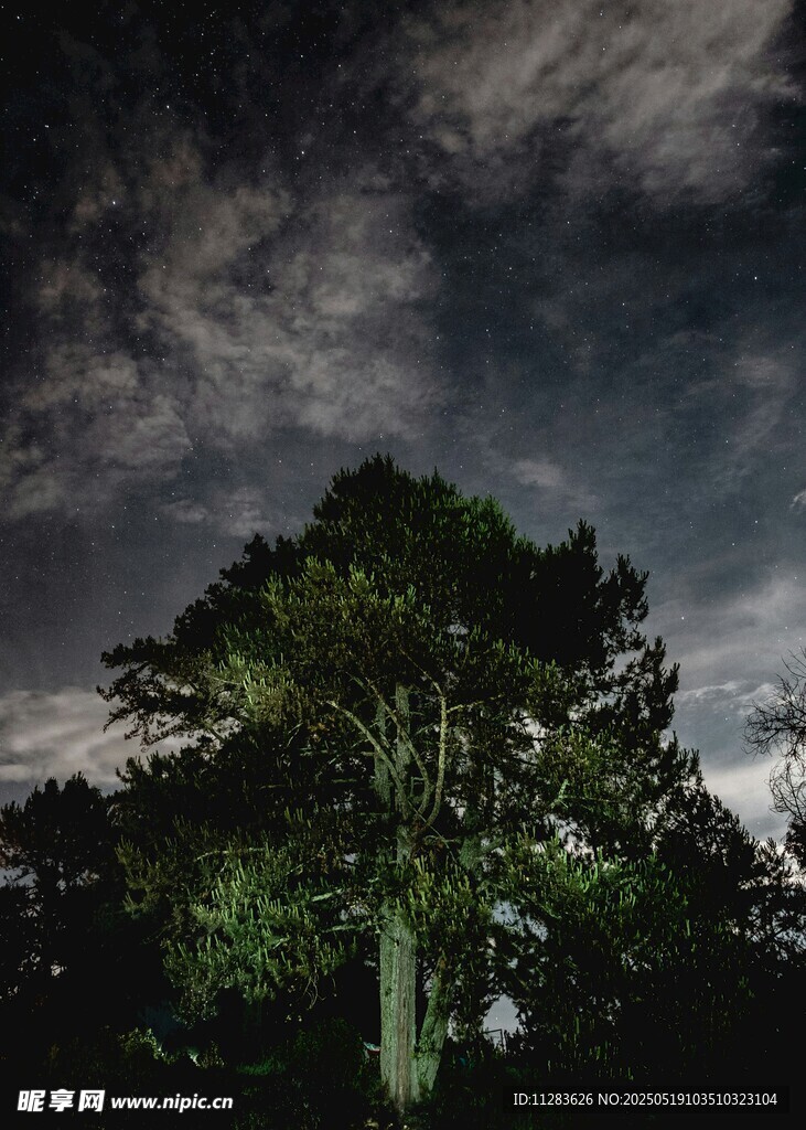 暗夜中的孤树与神秘云层