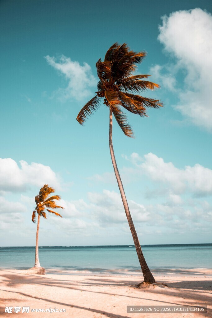 海边沙滩上的两棵椰子树