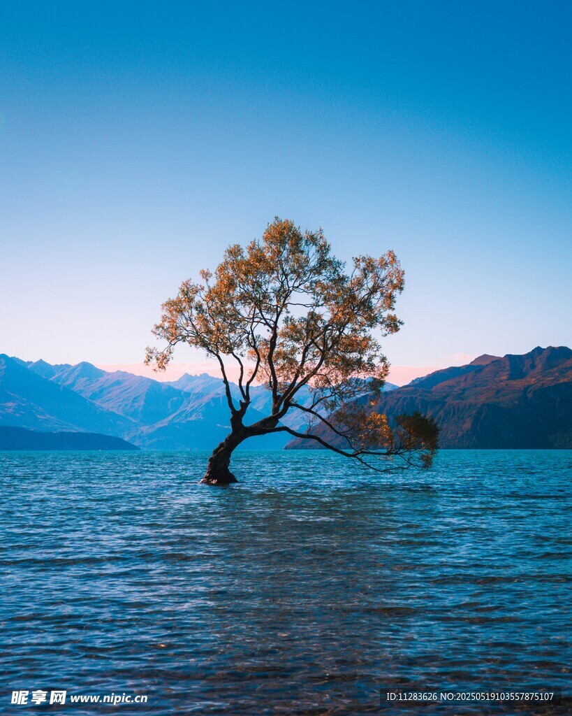 孤独树傲立水中的绝美风景