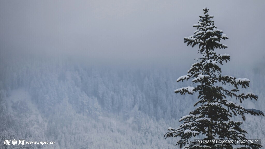 雪覆山林中的挺拔松树