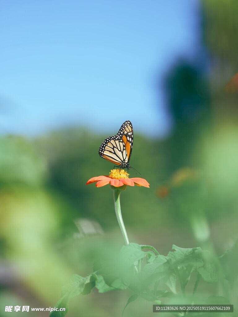 蝴蝶停驻于娇艳花朵上