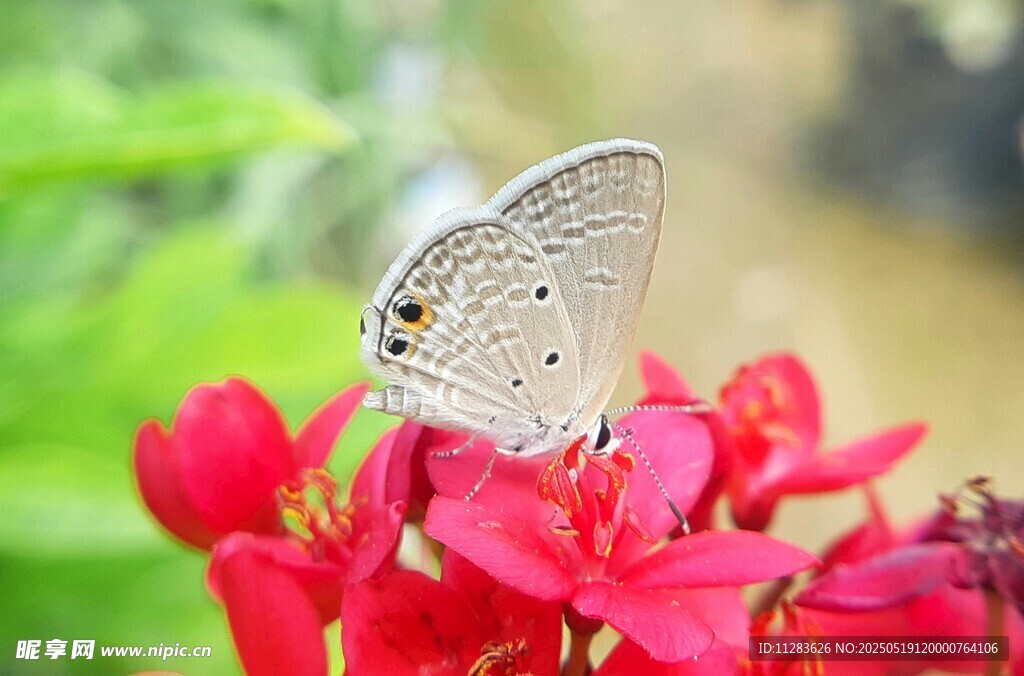 蝶栖红花间