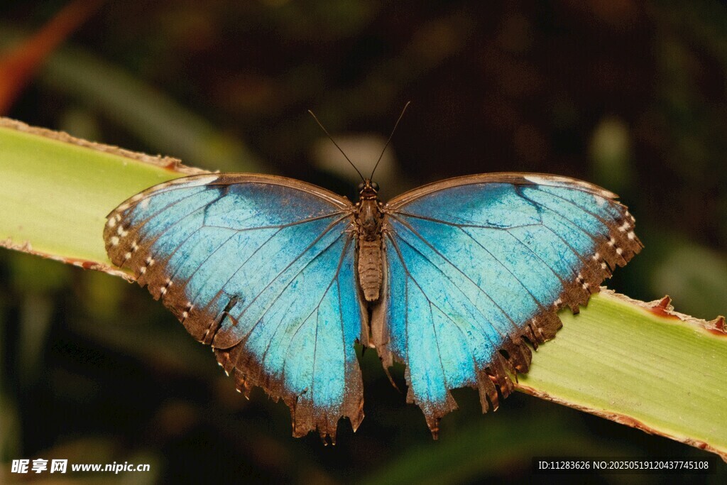 蓝闪蝶停于绿叶上