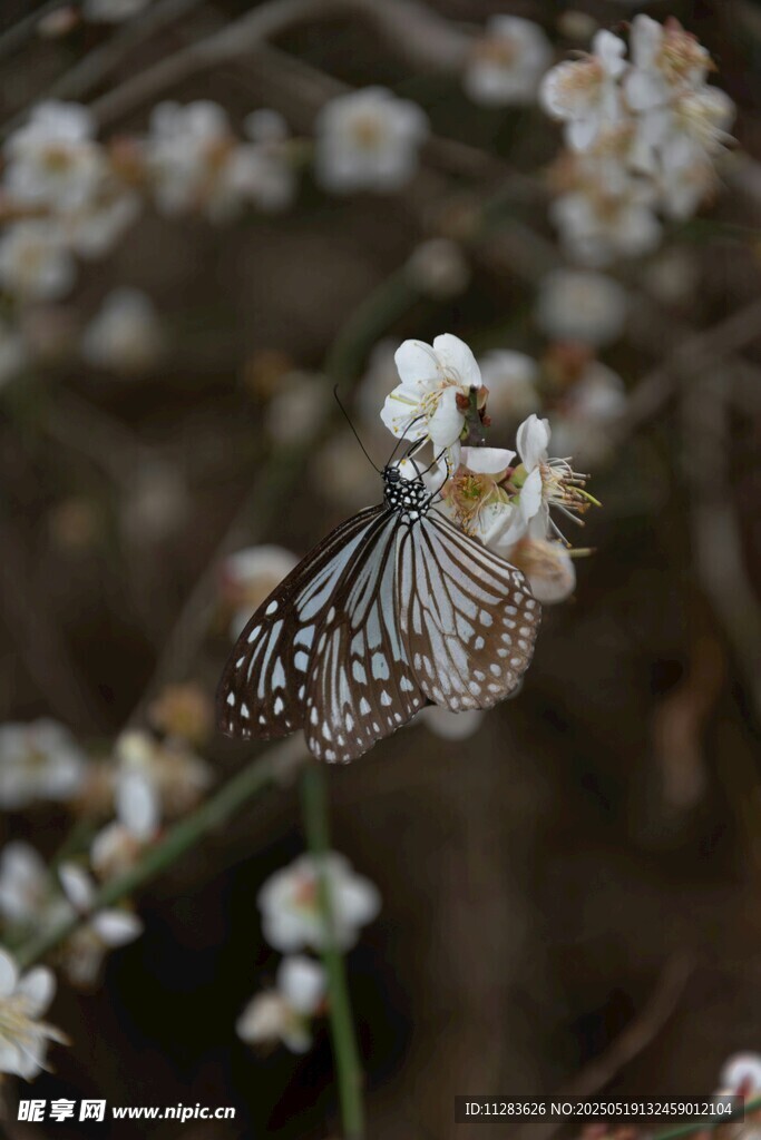 蝴蝶停驻于白色小花上