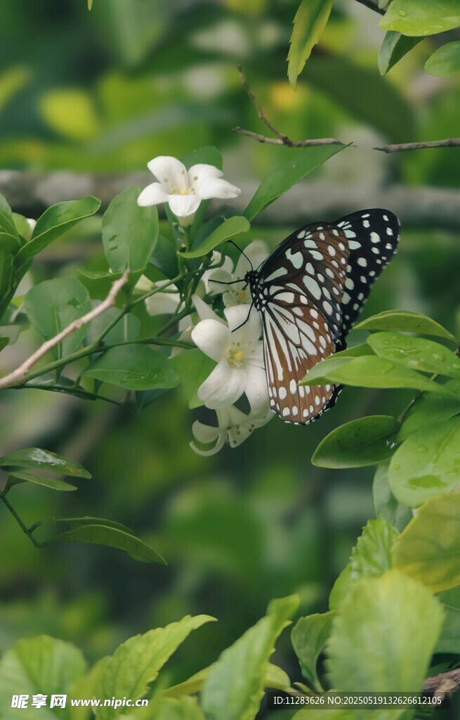 蝴蝶停驻繁花绿叶间