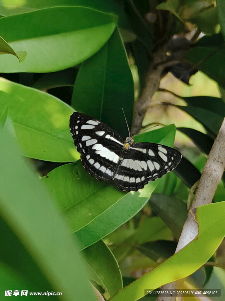 绿叶间的黑白花纹蝴蝶