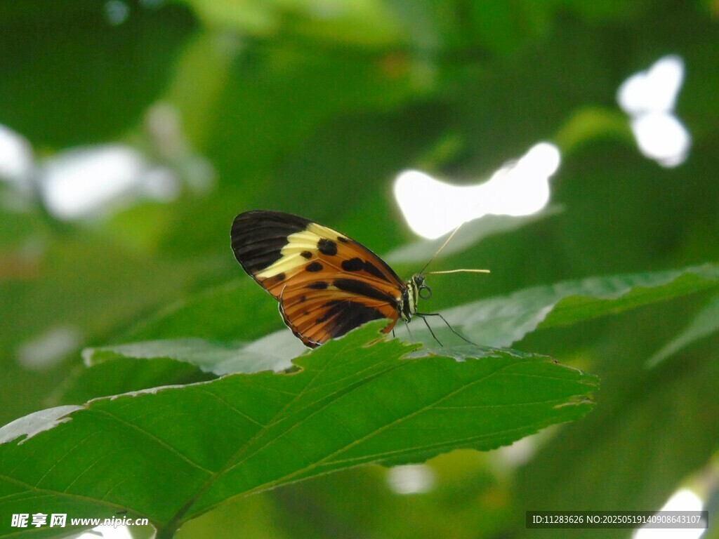 绿叶上的斑斓甲虫