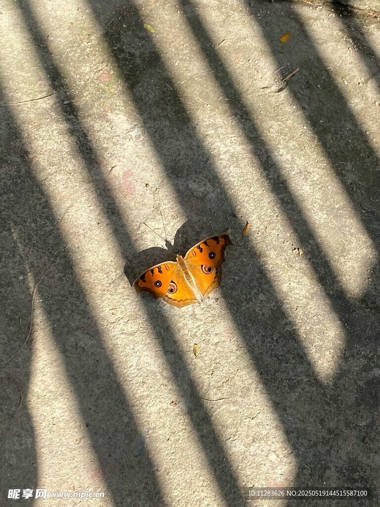 阳光下的蝴蝶与光影