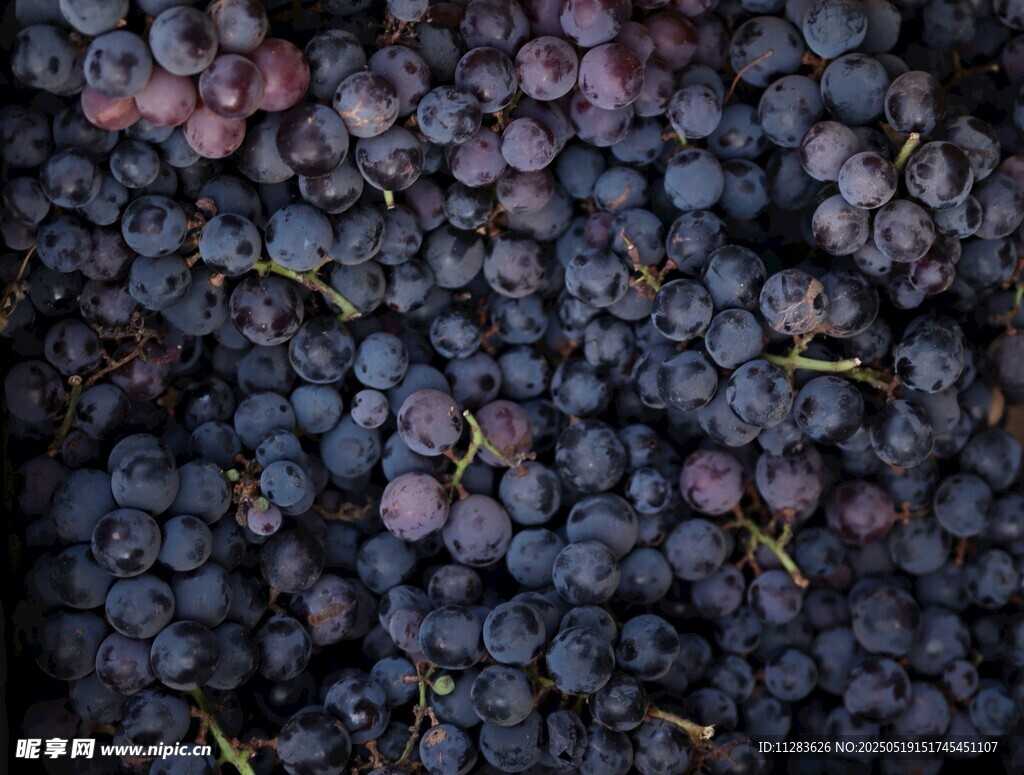 饱满紫葡萄特写
