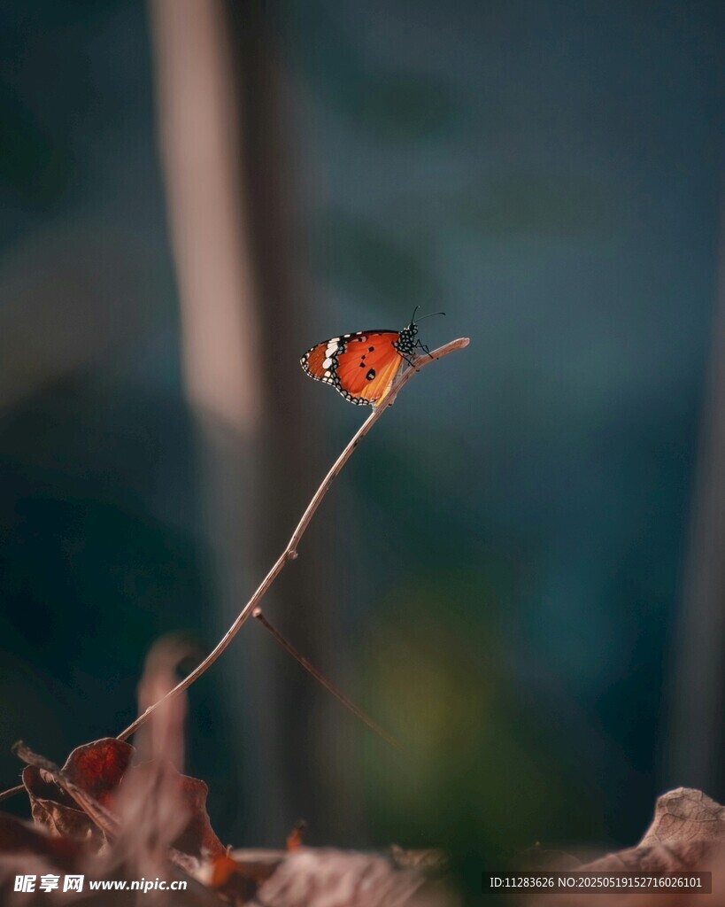 蝴蝶