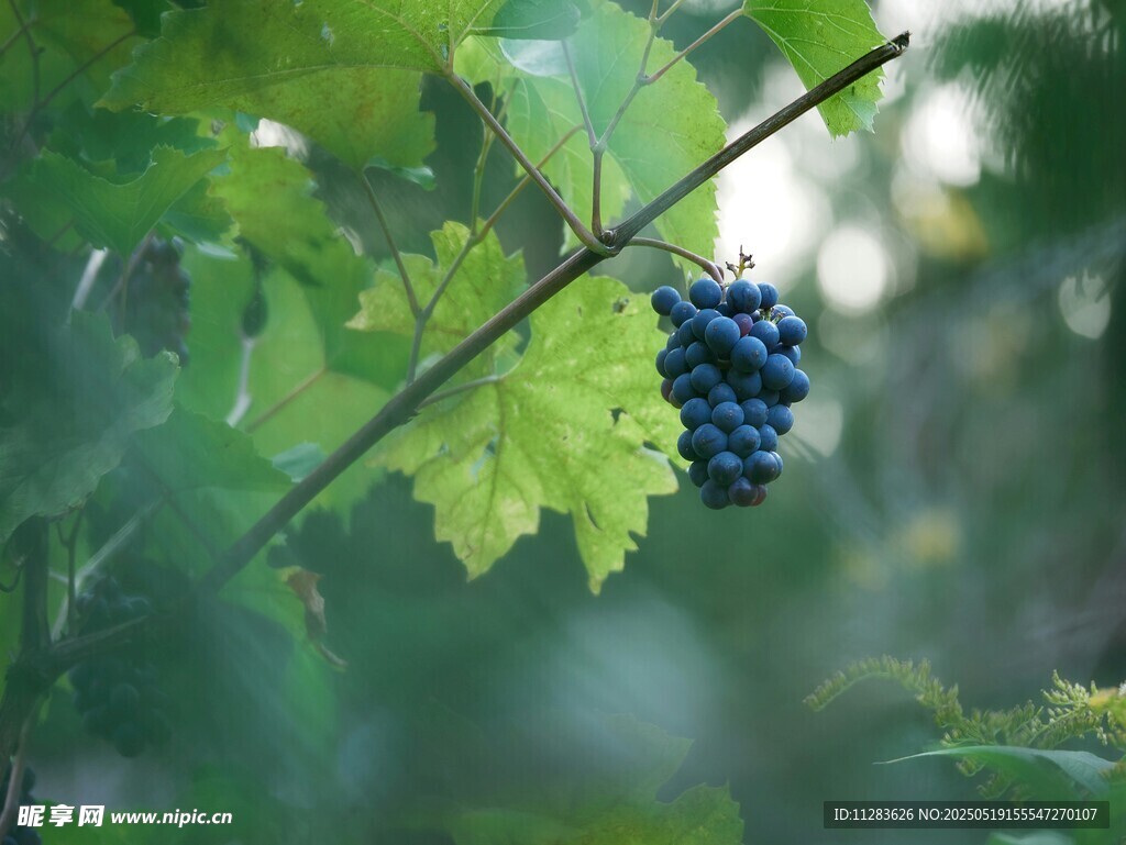 葡萄藤上的紫葡萄