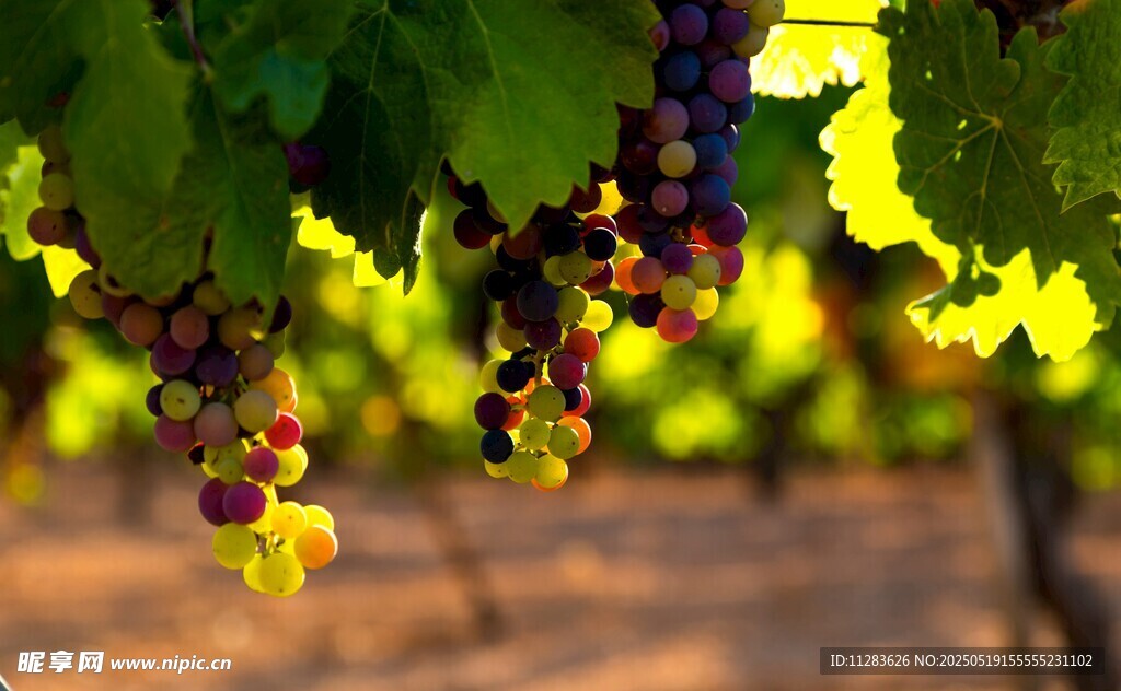 阳光下的葡萄藤与果实