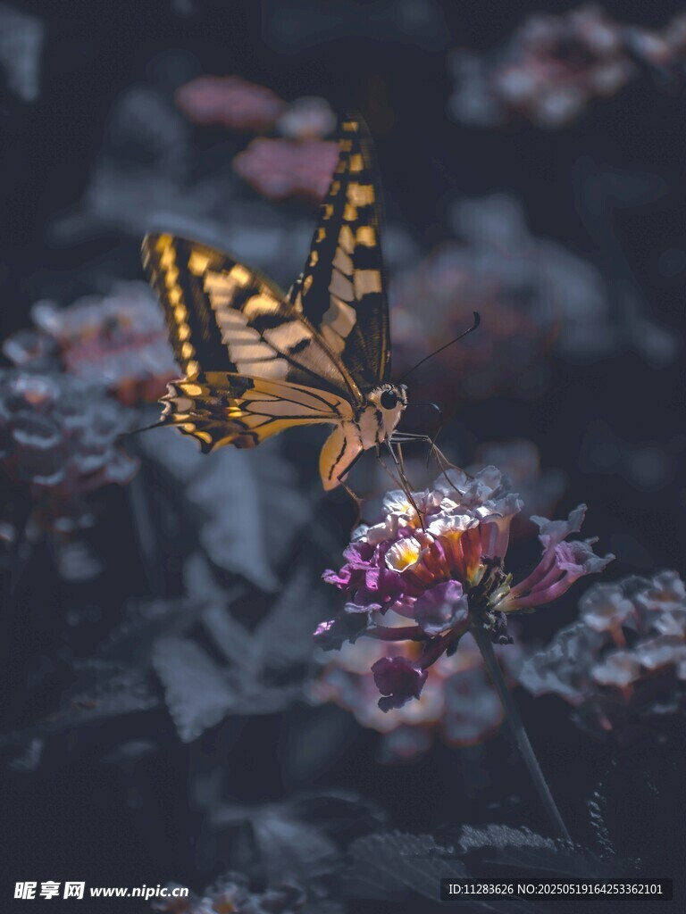 蝴蝶停驻繁花间