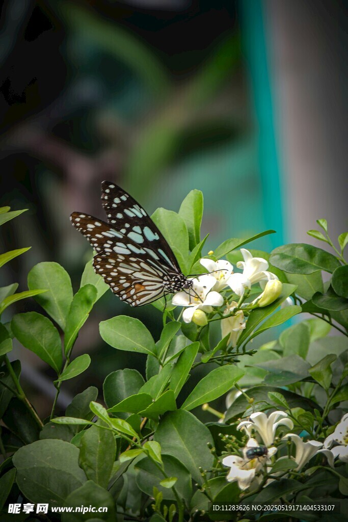 蝴蝶停驻绿叶白花间